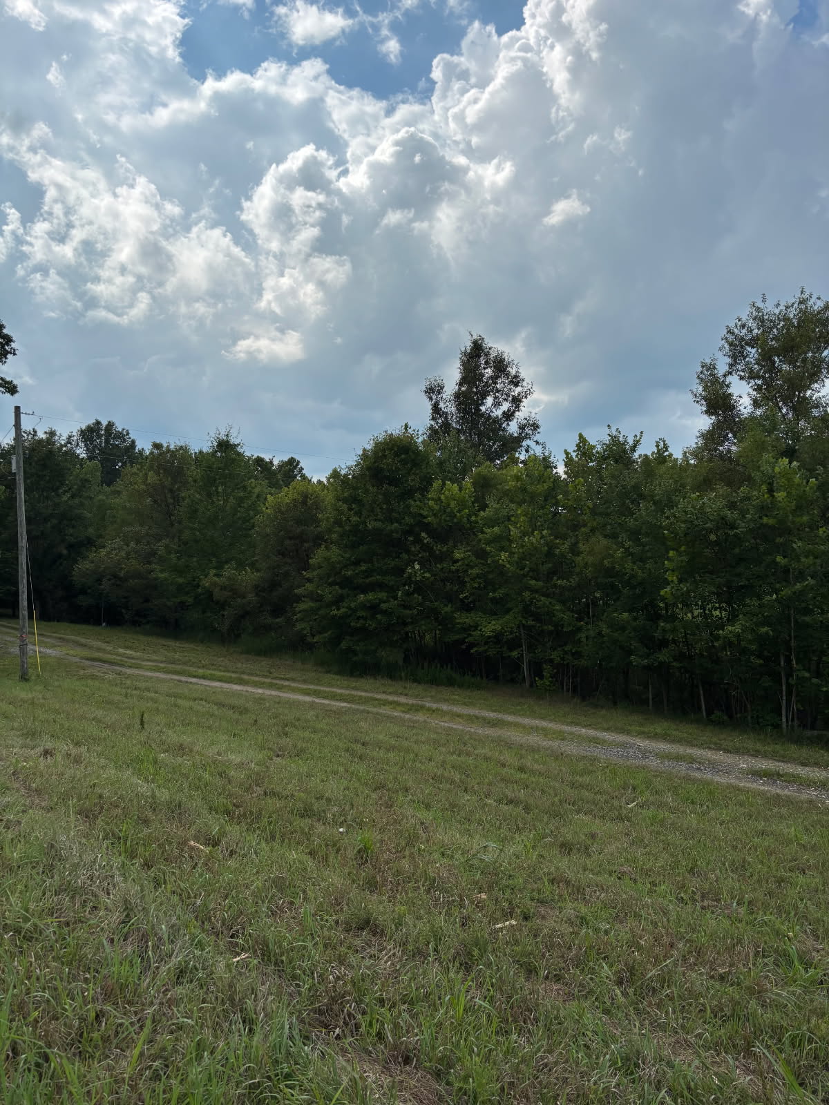 Before forestry mulching — overgrown field path blocked by a dense wall of trees and brush